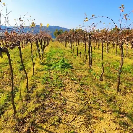 Apartment Podere Mona *